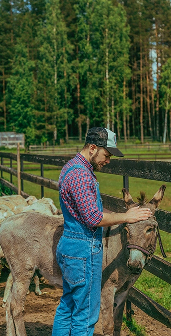 Machen Sie einen Ausflug mit einem Esel